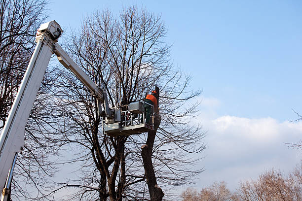 How Our Tree Care Process Works  in  Catawissa, PA